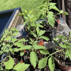 BIG  RED PEPPER PLANTS