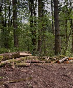 Maple tree logs and other assorted tree logs
