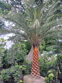 Sylvester Palm Trees 🌴$200 per ft. Of Trunk