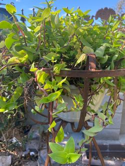 Tradescantia