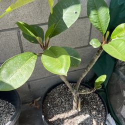 Plumeria Rubla 