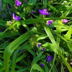 Tradescantia bracteata

Blue Flowers All Summer 