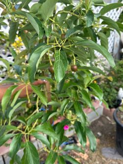 Reed Avocado Fruiting