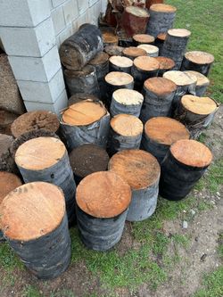 Palm Tree Stumps