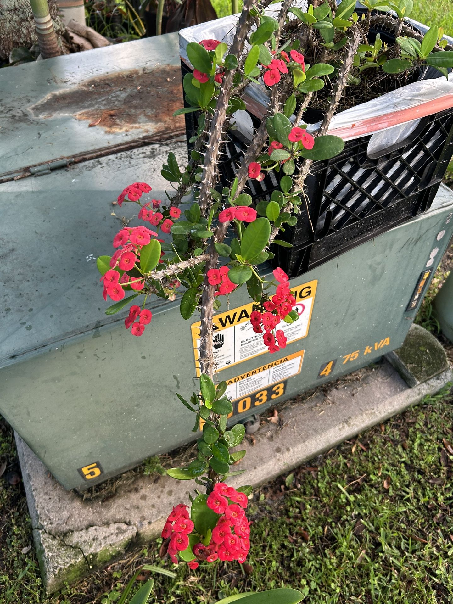 Plants