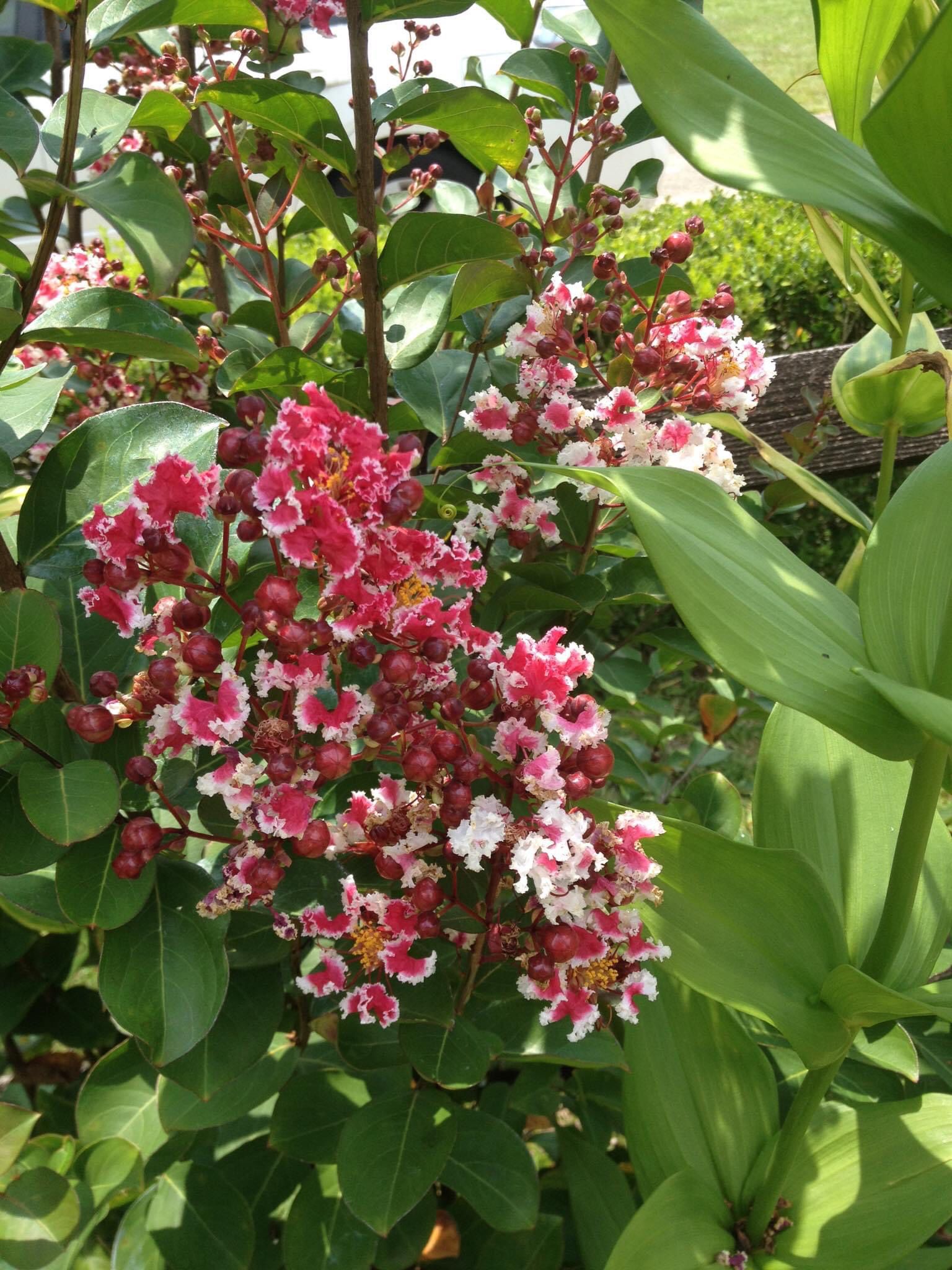 Dwarf Peppermint Crepe Myrtles (blooming Now!)