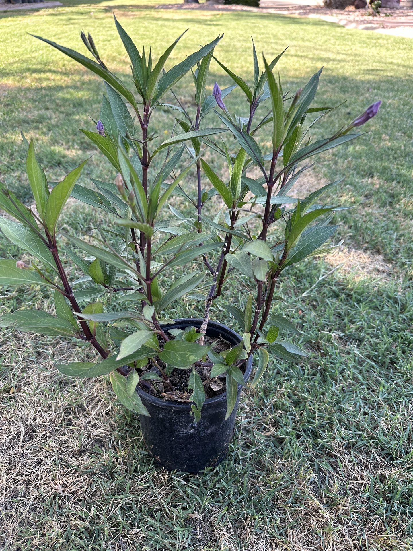 Mexican Petunia bush (Ruellia Brittoniana) 1gl. Purple 