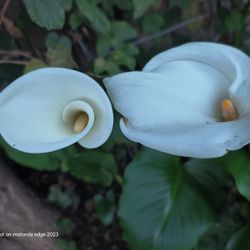 Calla Lily, Succulent, Géraniums Etc $1 Each