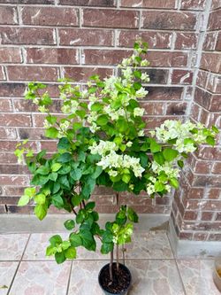 Bougainvillea plant white flowers blooming