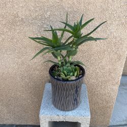 Nice Succulent Arrangement In 6 Inches Ceramic Pot Good Any Gifts Only $18 SW Area