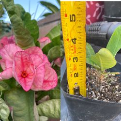 Planta De Corona De Cristo Taza Rosa , No Tiene Flor Es Planta Chica Ahí Esta El Tamaño La Flor De La Foto Es Ejemplo Para Color Esta En Maceta De 4