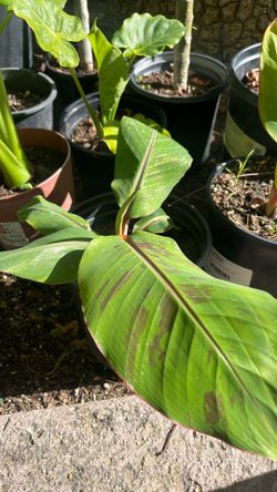 Banana plants