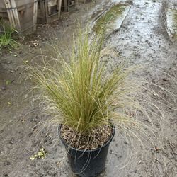 Mexican Feather Grass