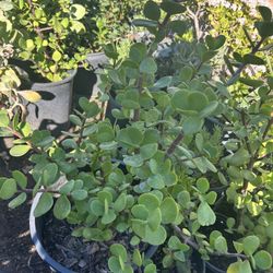 Jade  Plant 