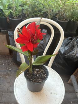Canna Lily Plant