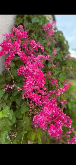 1 Gal coral vine plant, white ruellia & pink ruellia plant $13 each