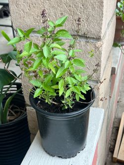 Thai basil