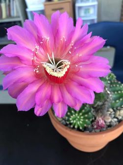 Echino cactus 🌵 no flowers with a cactus right now