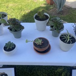 Plants For Sale 