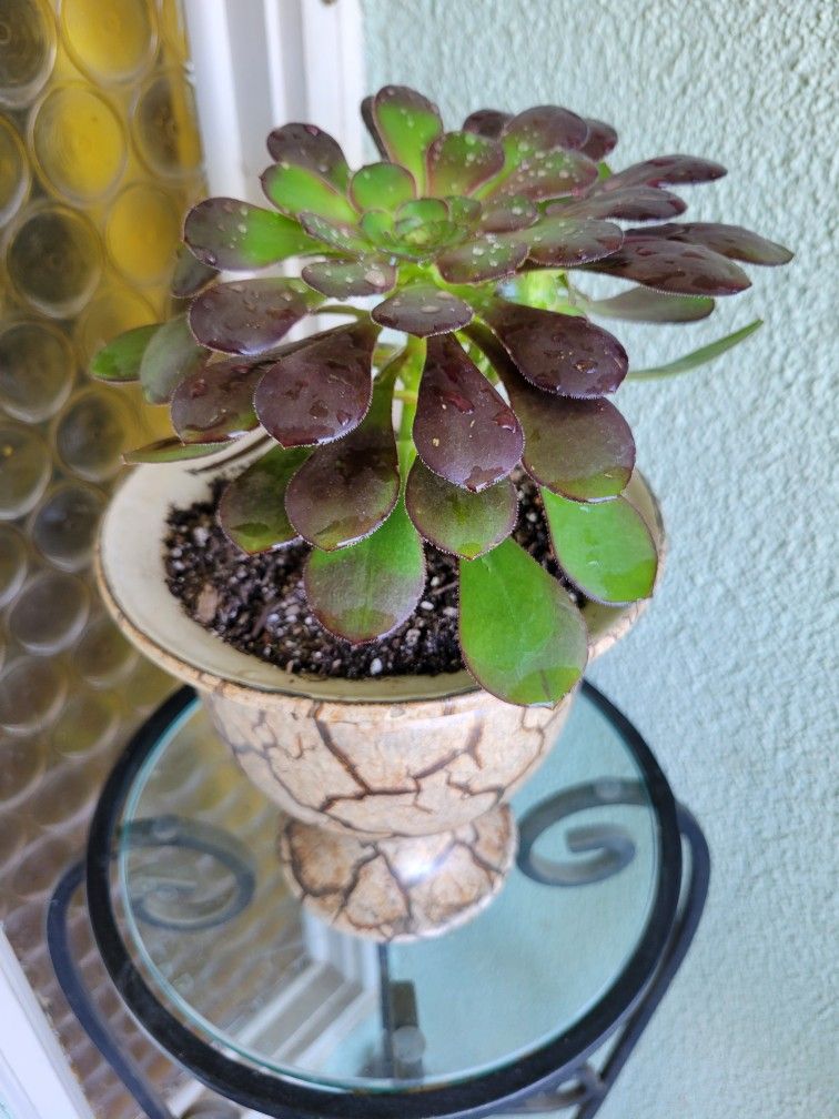 Healthy Succulent Plant In Ceramic Pot.