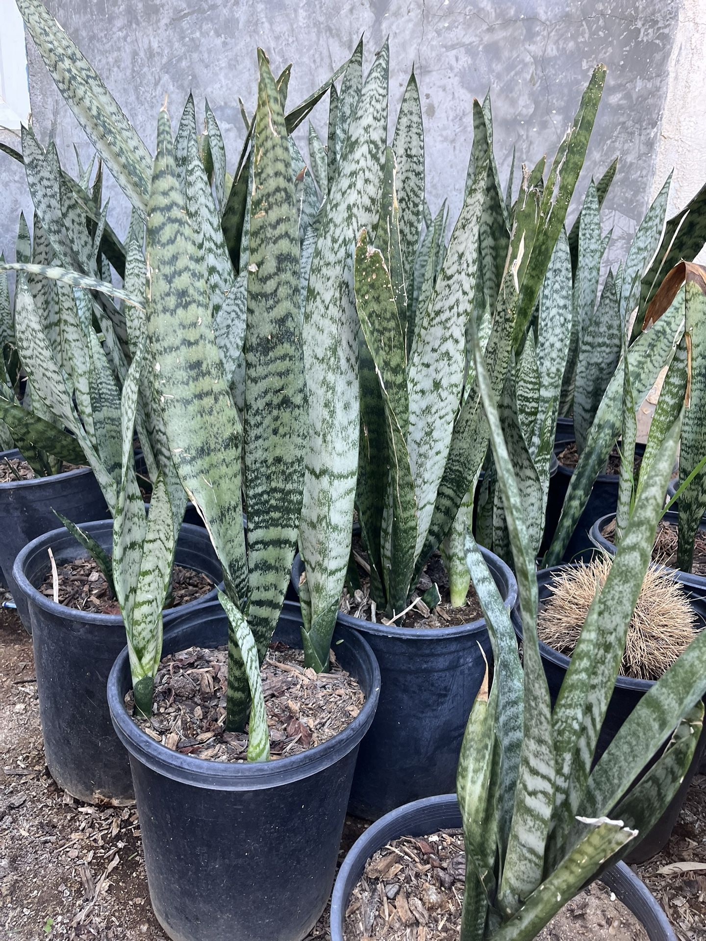 Zeylanica Snack Plants