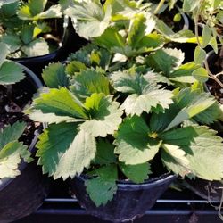 Strawberry Plants