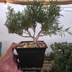 Shimpaku Bonsai