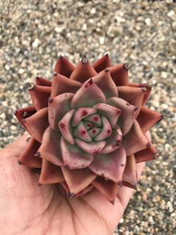 Succulents- Agavoides Romeo 6”