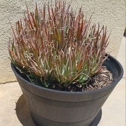 Aloe Plant 