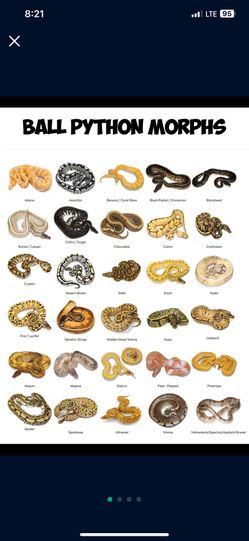 Toy Ball Python Morphs Poster