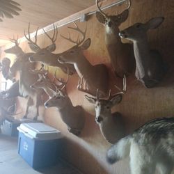 Mounts