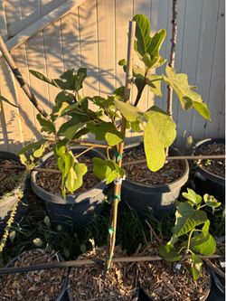 Chicago Hardy Fig tree