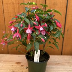Fuchsia ‘Bella Nikita’ 4”