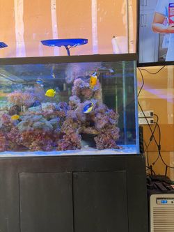 Saltwater Aquarium