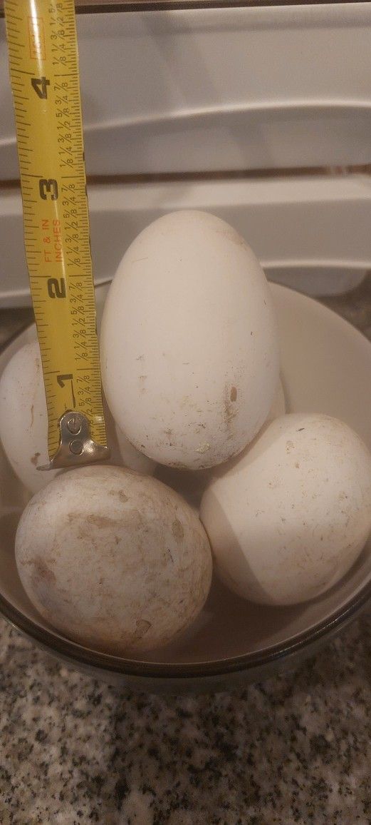 Goose Eggs