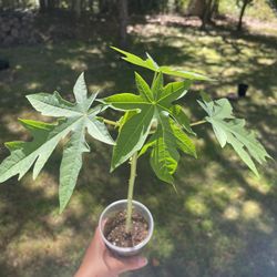 Papaya