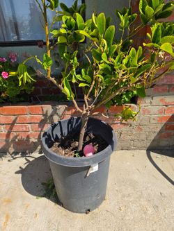 Lemon tree