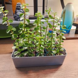 Jade Succulents