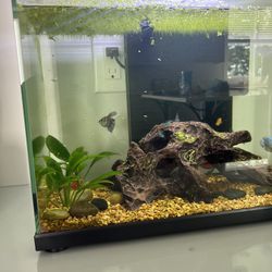 10 Gallon Community Fish Tank