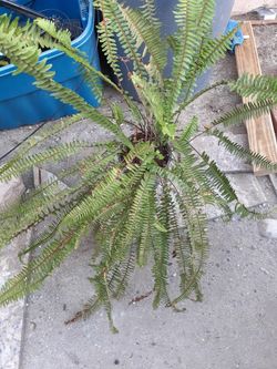 planta
