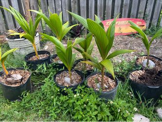 Florida coconut palm tree