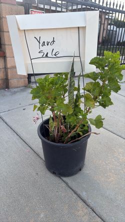Plants