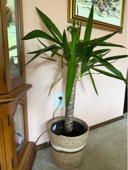 Yucca Elephantipes