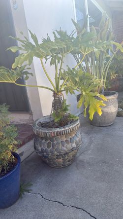 Concrete rock planter