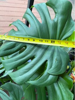A monstera node cut