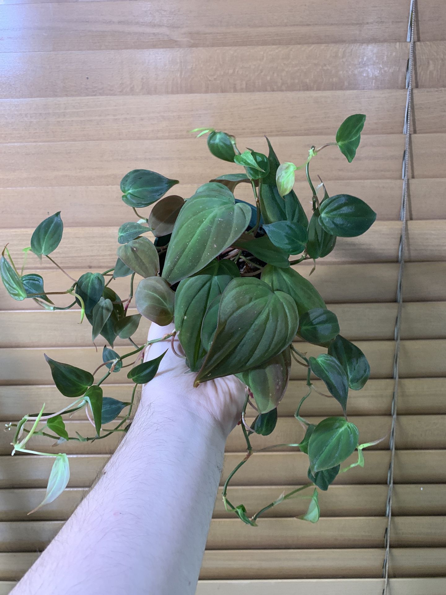 Trailing Philodendron Mican 