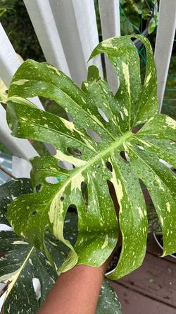 Verigated Monstera Deliciosa