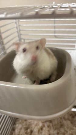 Hamster and cage