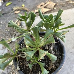 Suculenta