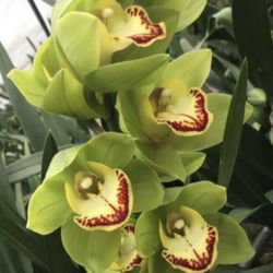 Cymbidium Orchids Big Pots From $48 And Up Địa Lan To